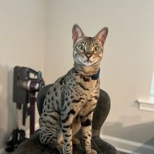 Meet your Posher, Jingping